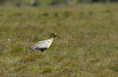 Schwarzzügelibis (3 von 15).jpg